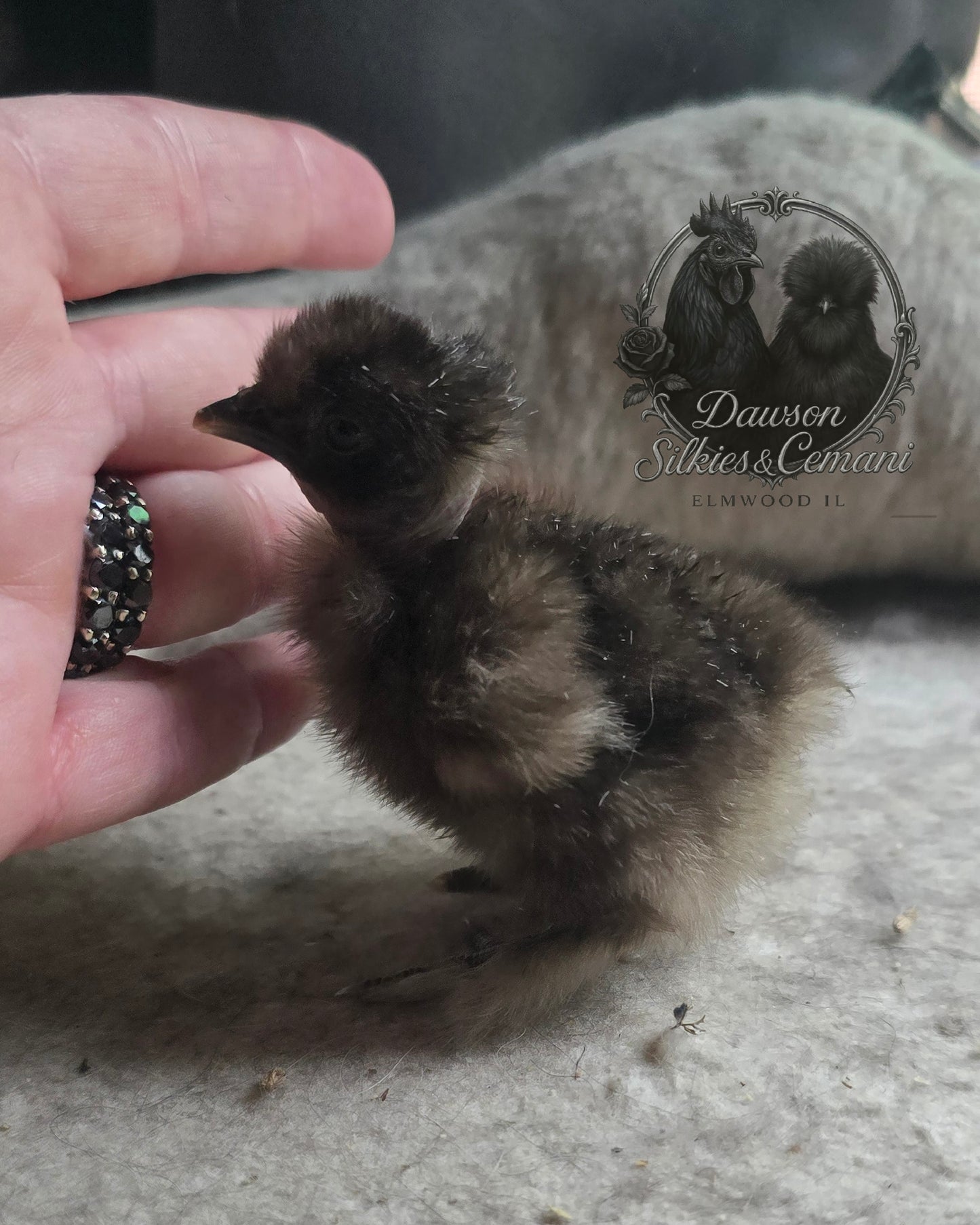 Silkie/Satin Hatching Eggs - Dozen