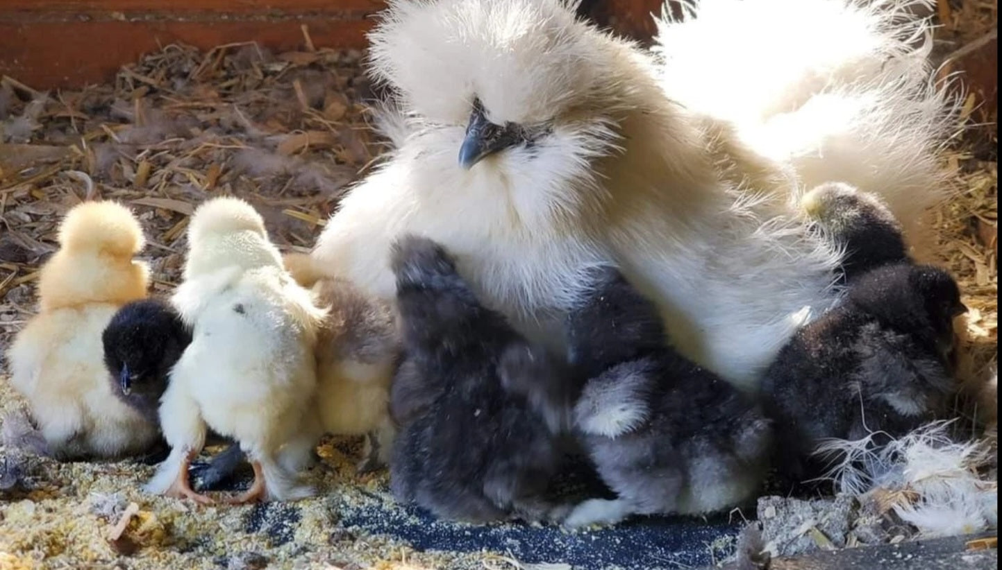 Silkie/Satin Hatching Eggs - Dozen