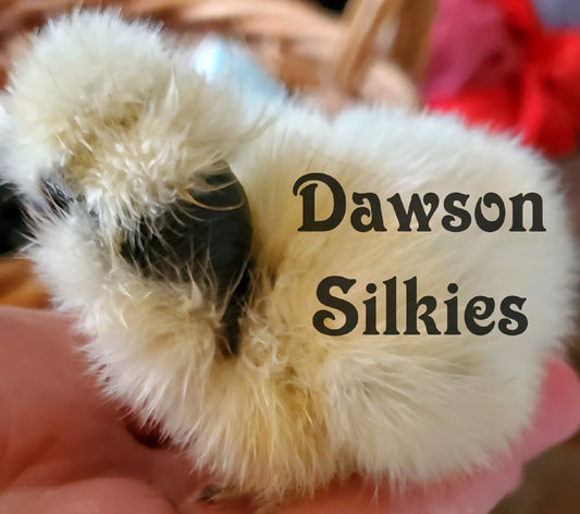 Silkie/Satin Hatching Eggs - Dozen
