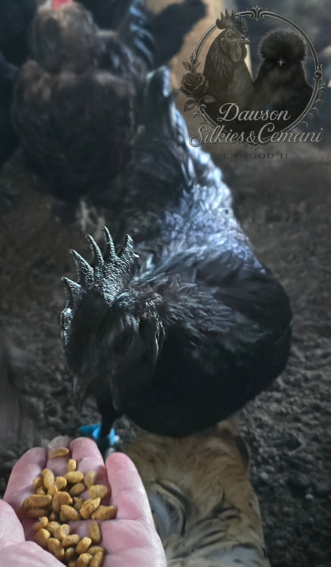 Ayam Cemani - Half Dozen