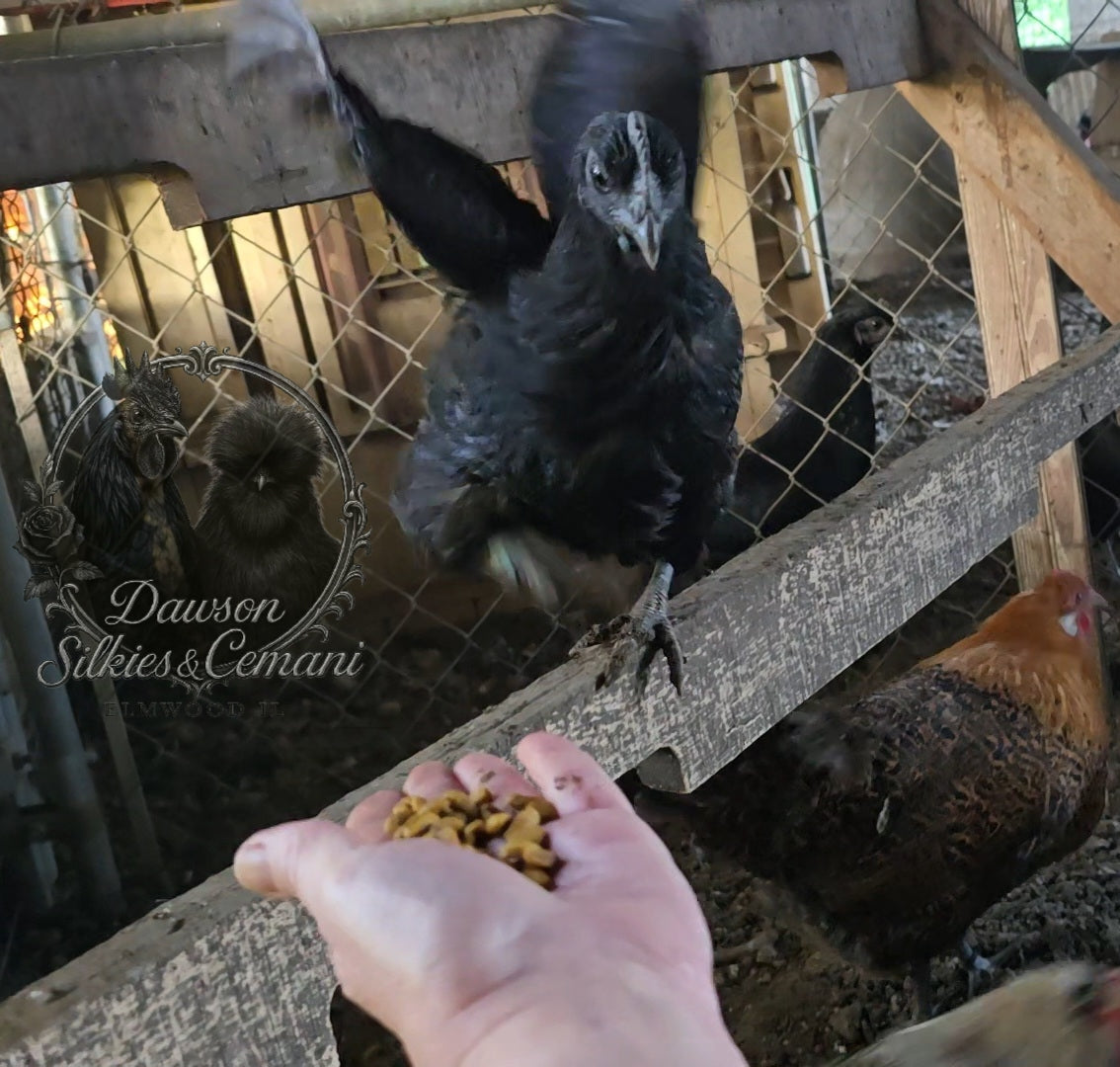 Ayam Cemani - Half Dozen