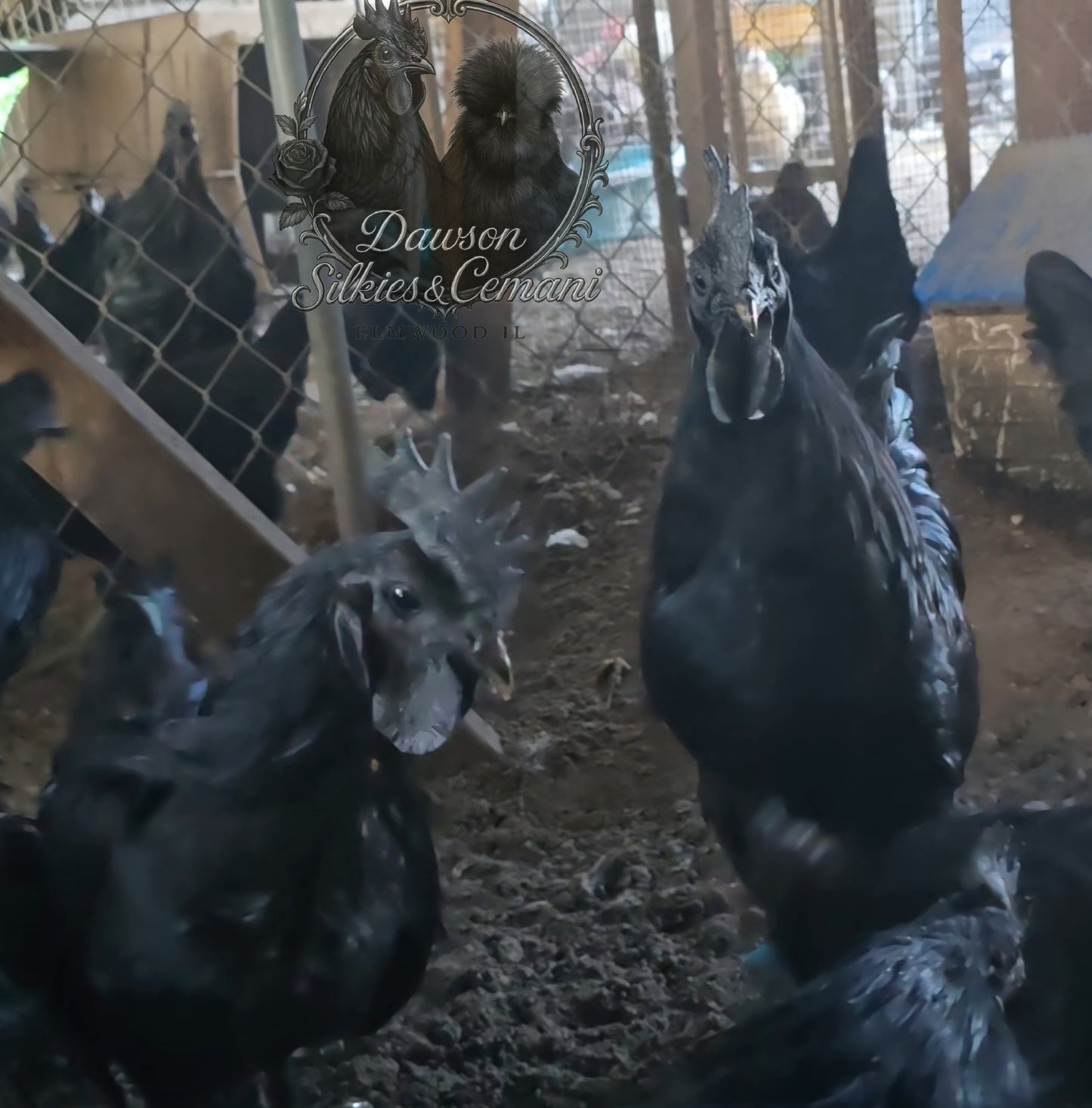 Ayam Cemani - Half Dozen