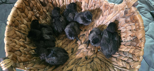 Ayam Cemani - Half Dozen