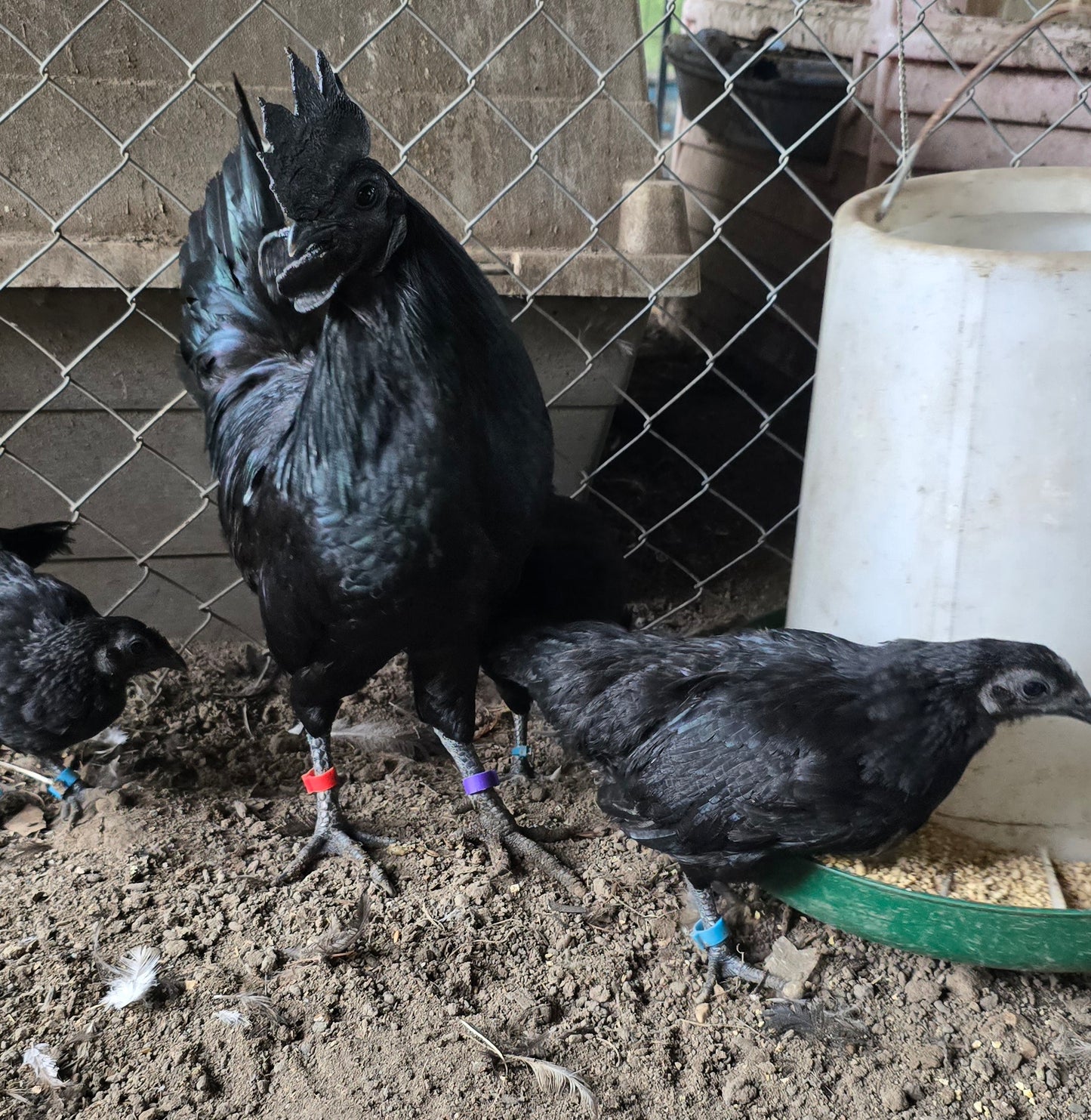 Ayam Cemani - Half Dozen