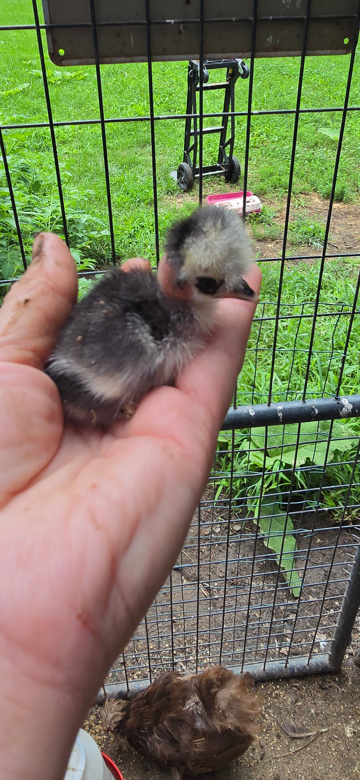 Silkie/Satin Hatching Eggs - Dozen