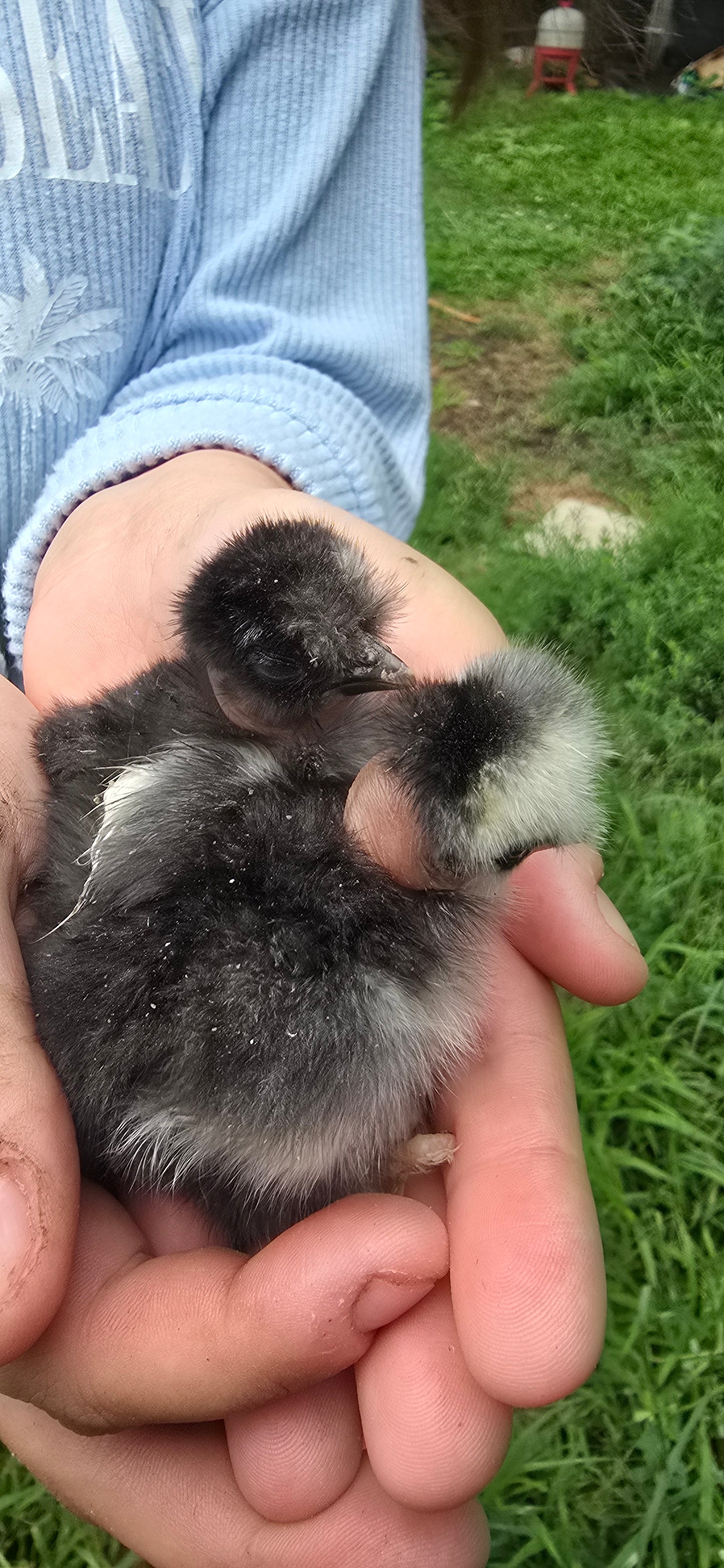 Silkie/Satin Hatching Eggs - Dozen