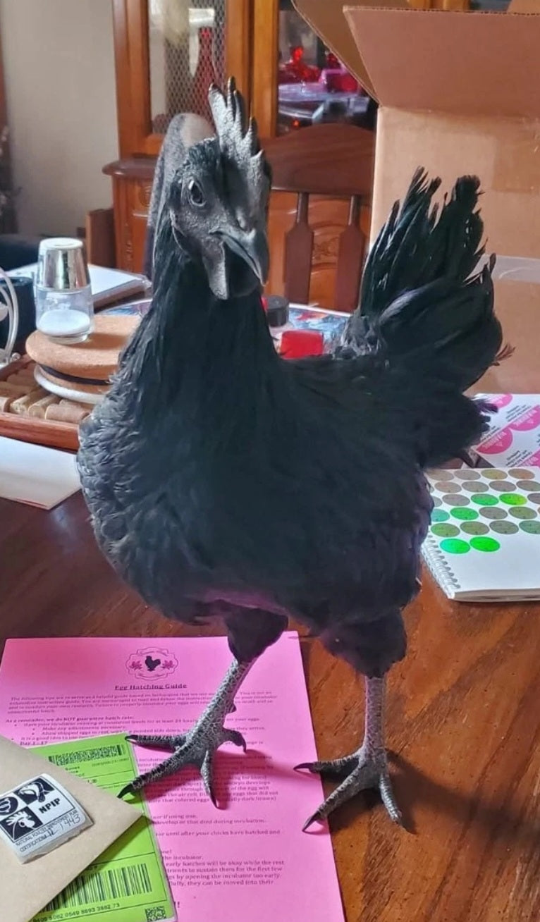 Ayam Cemani - Half Dozen