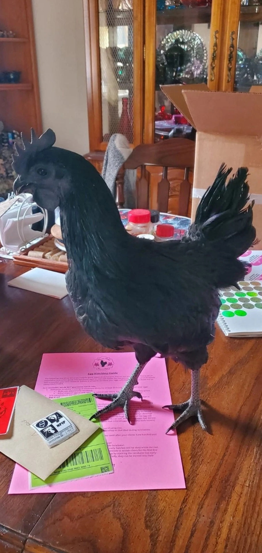 Ayam Cemani - Half Dozen